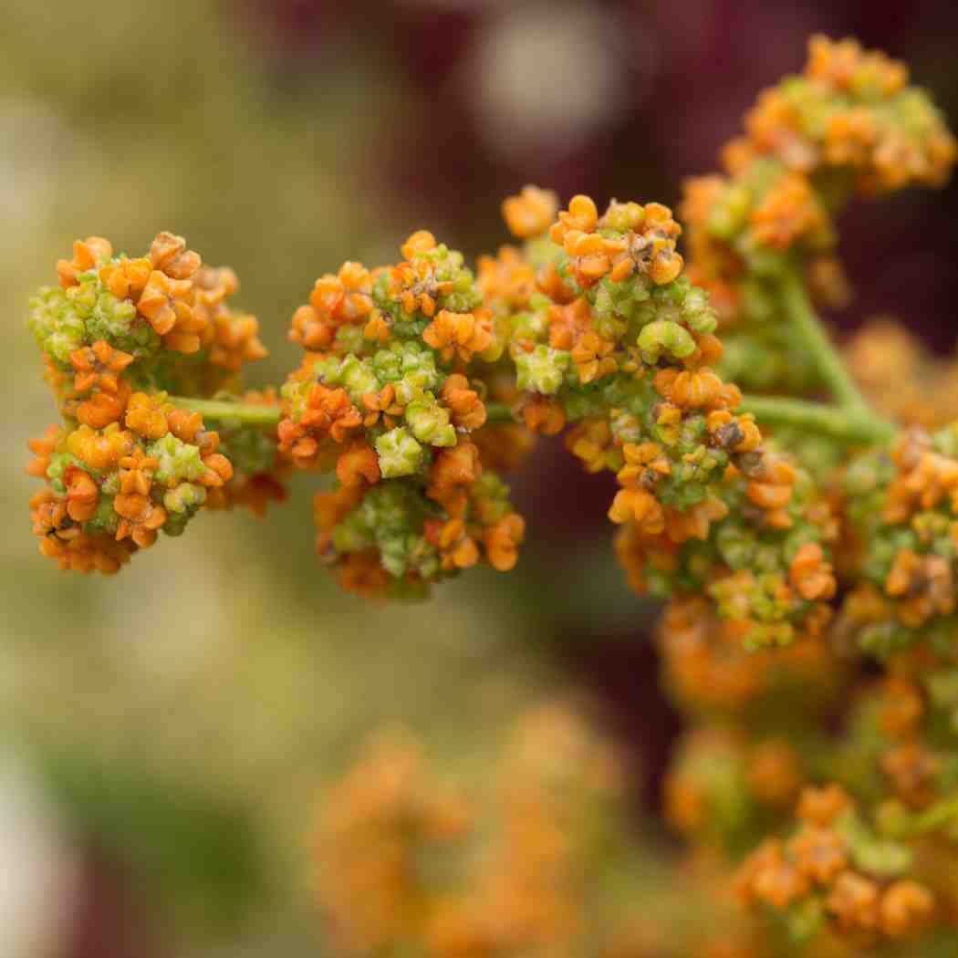 Raw quinoa