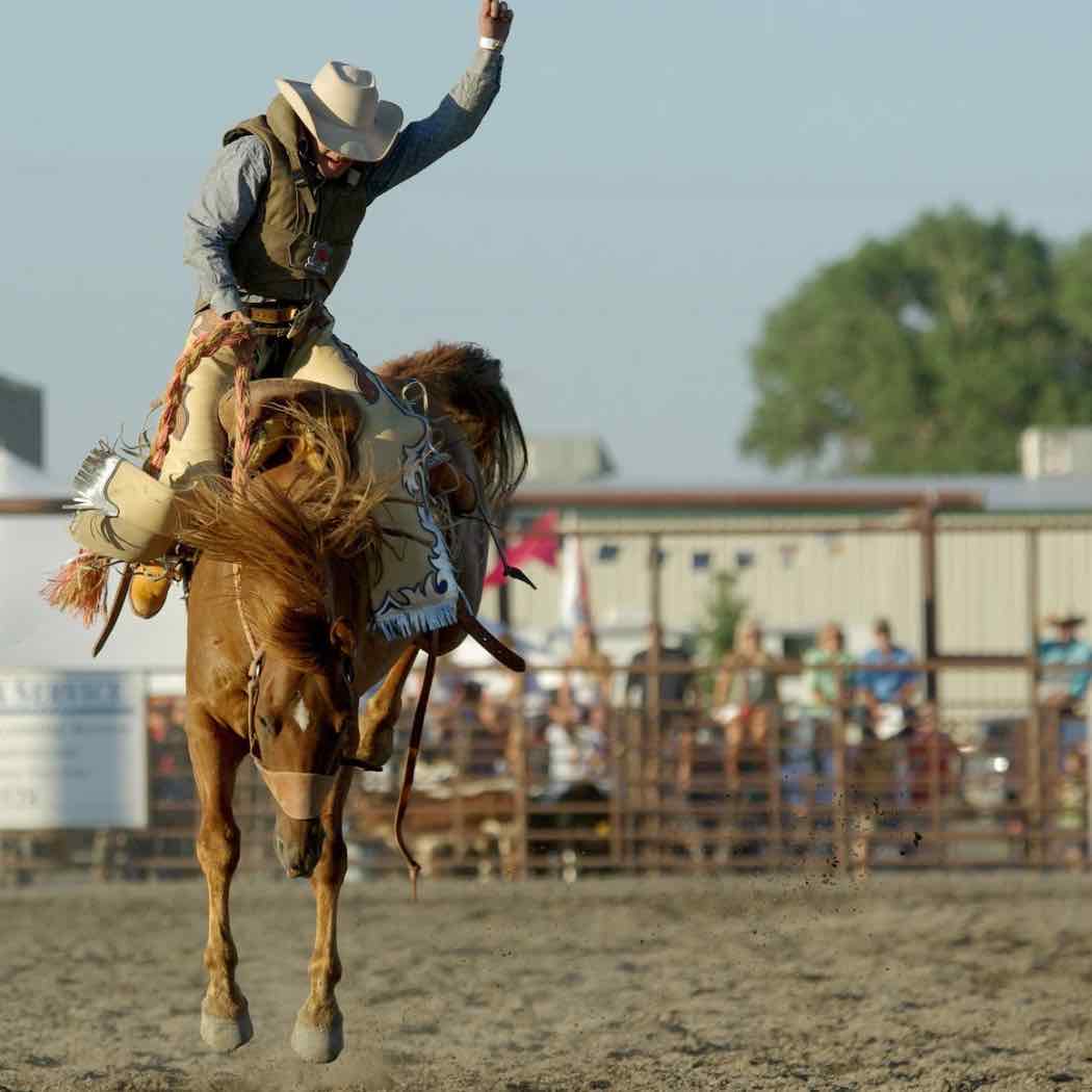 Bronco rider at the rodeo