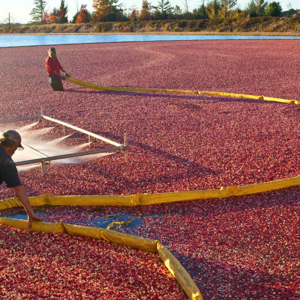 Cranberry Festivals A simple guide in the Fall of 2023