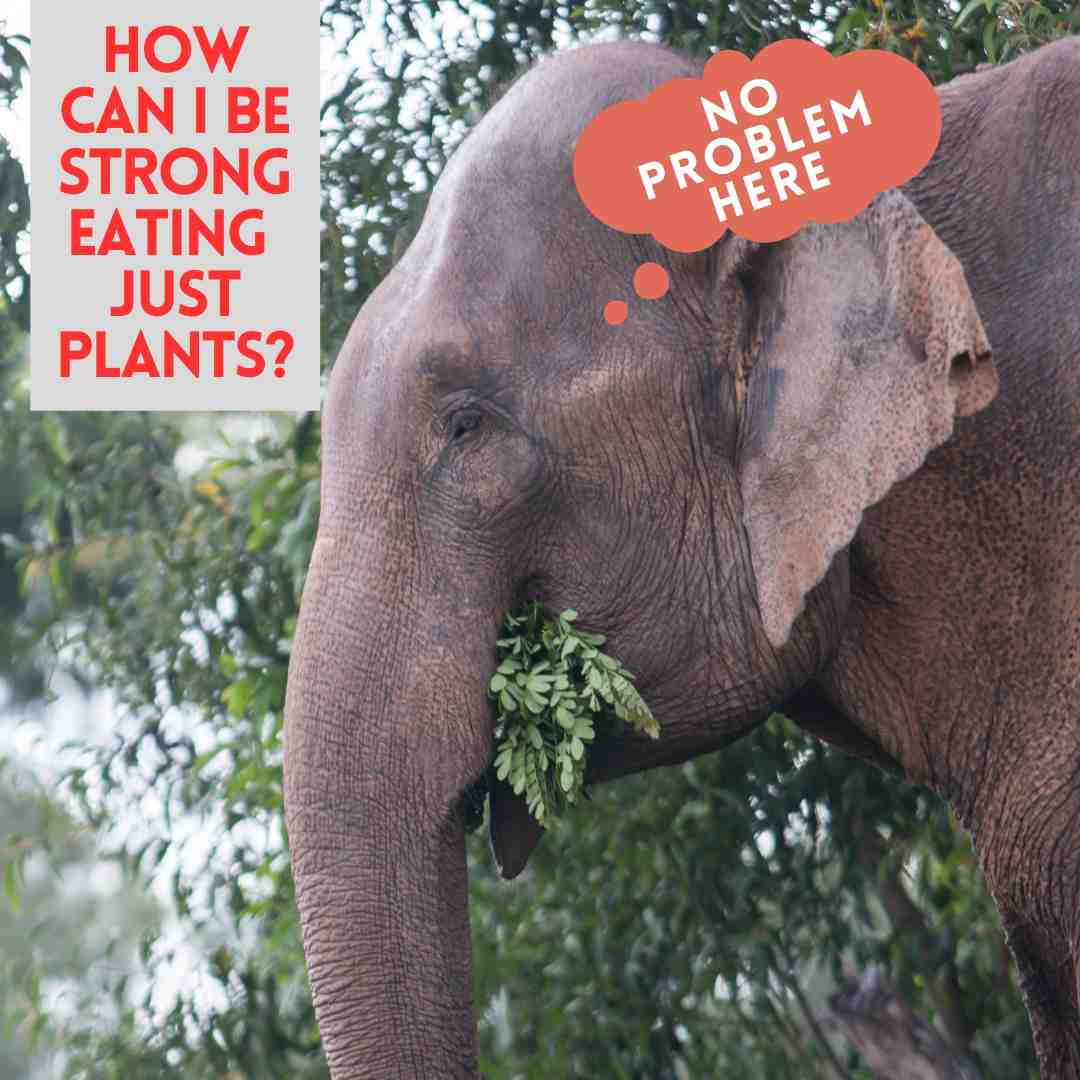 elephant eating plant-based food