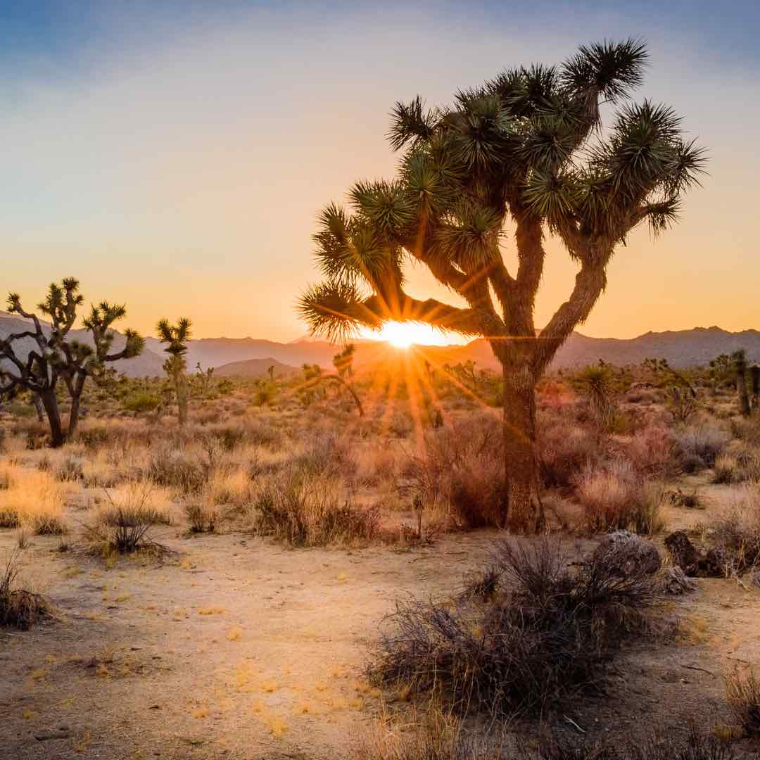 food near Joshua tree